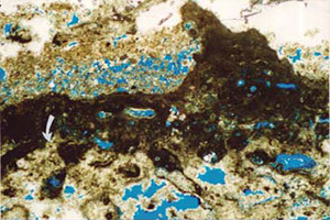 Barents Sea Sedimentary study